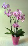 Orchidea /Phalaenopsis/