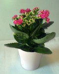 Kalanchoe „Calandiva“