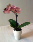 Lišejovec /Phalaenopsis/