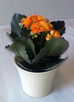 Kalanchoe /Calandiva/