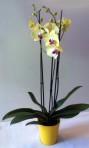 Žltá orchidea /Phalaenopsis/