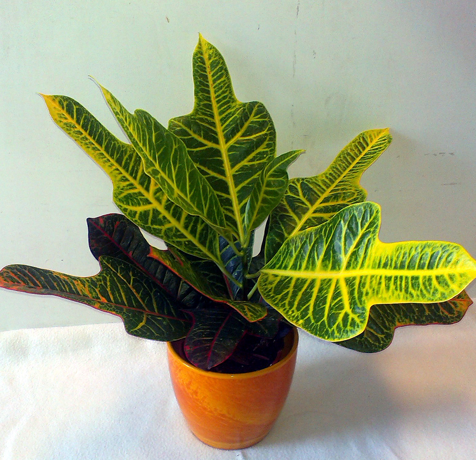 Krotónovec /Croton/