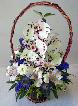 orchideami